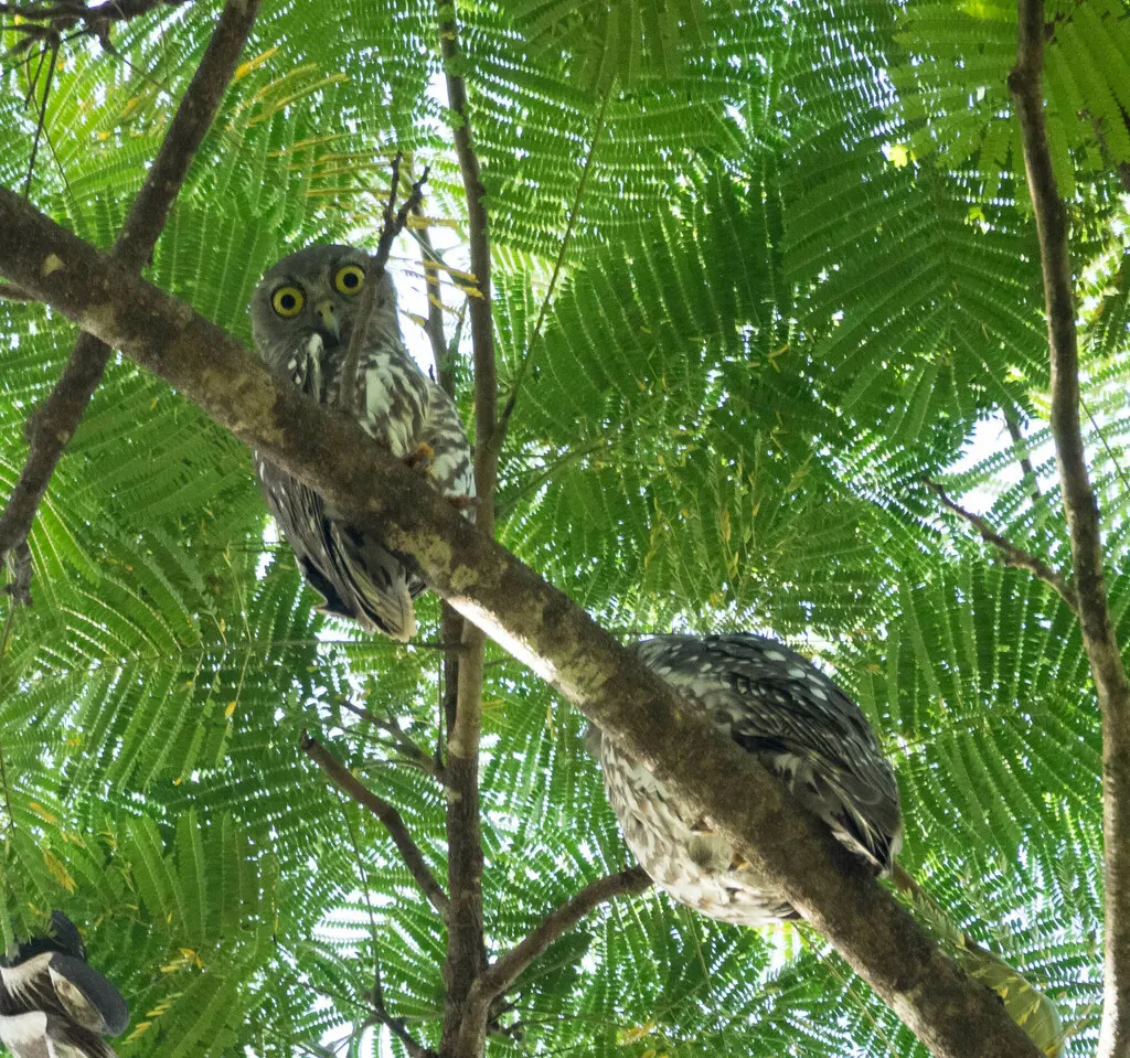 吠鹰鸮（Ninox connivens）