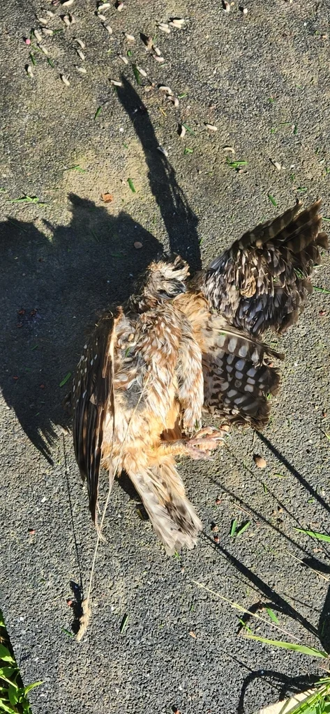 塔岛鹰鸮(Ninox leucopsis)