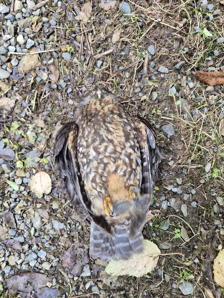 新西兰鹰鸮(Ninox novaeseelandiae)