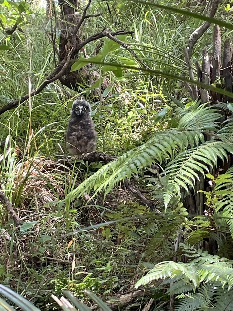 新西兰鹰鸮(Ninox novaeseelandiae)