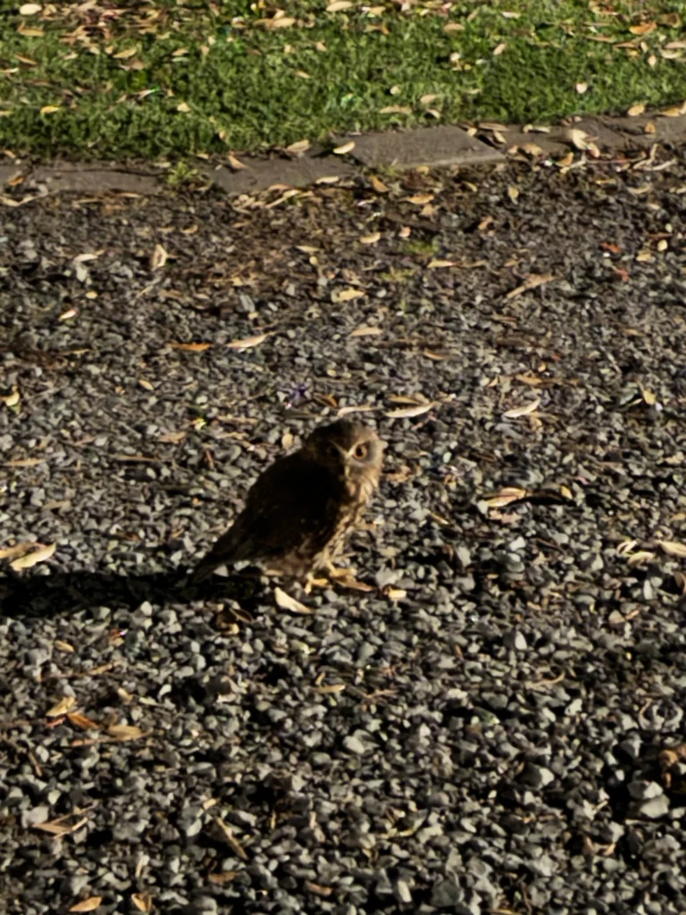 新西兰鹰鸮(Ninox novaeseelandiae)