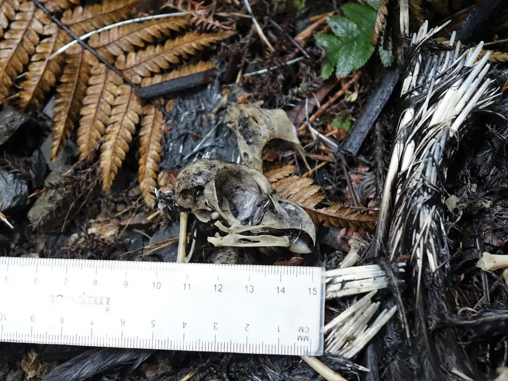 新西兰鹰鸮(Ninox novaeseelandiae)