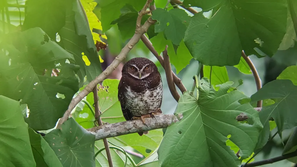 新不列颠鹰鸮(Ninox odiosa)