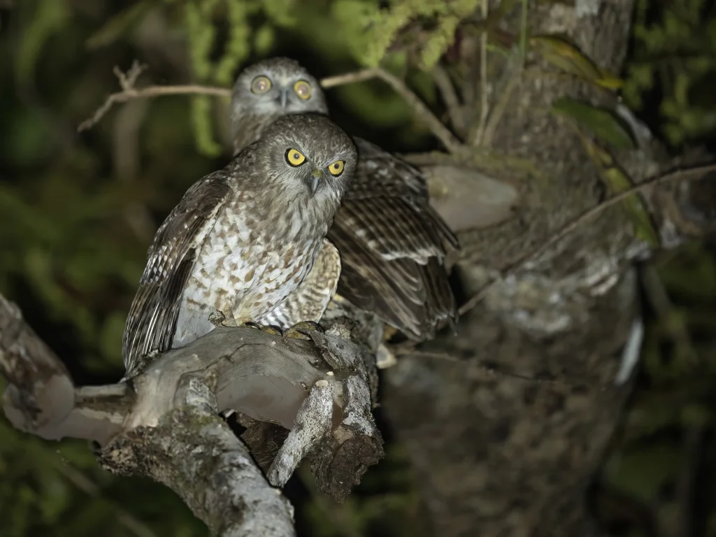 罗地岛鹰鸮(Ninox rotiensis)