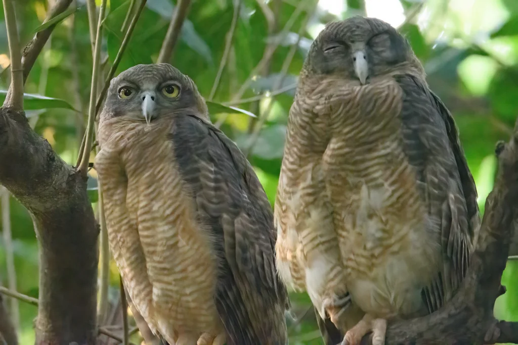 棕鹰鸮(Ninox rufa)