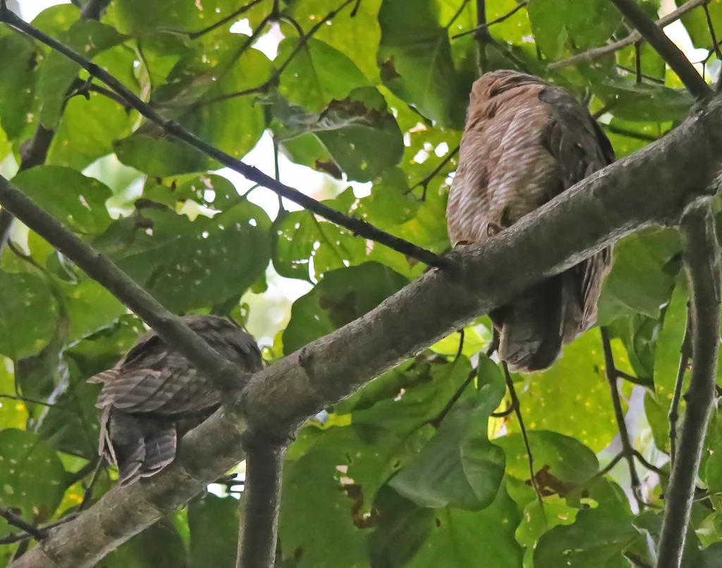 棕鹰鸮(Ninox rufa)