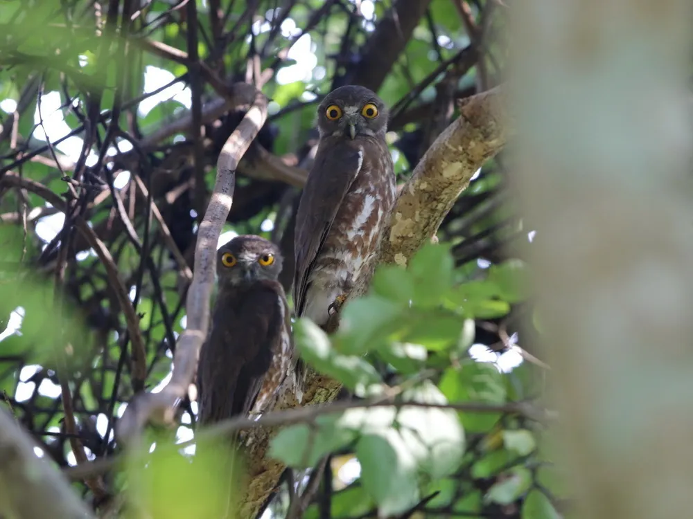 鹰鸮(Ninox scutulata)