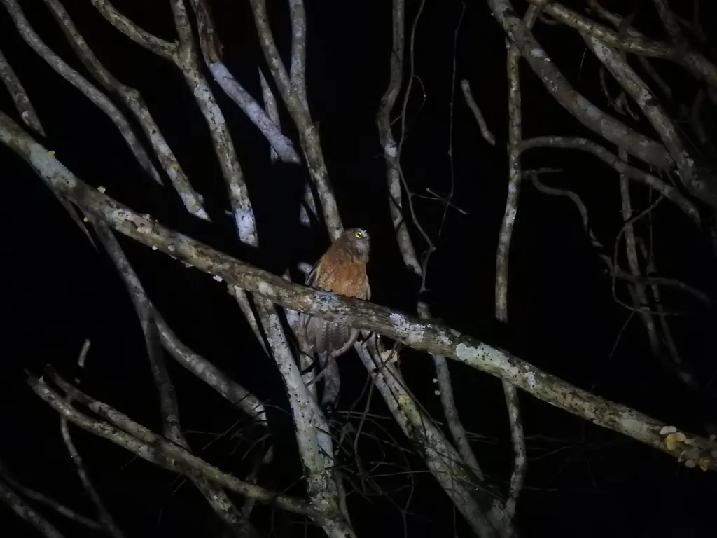 小松巴鹰鸮(Ninox sumbaensis)