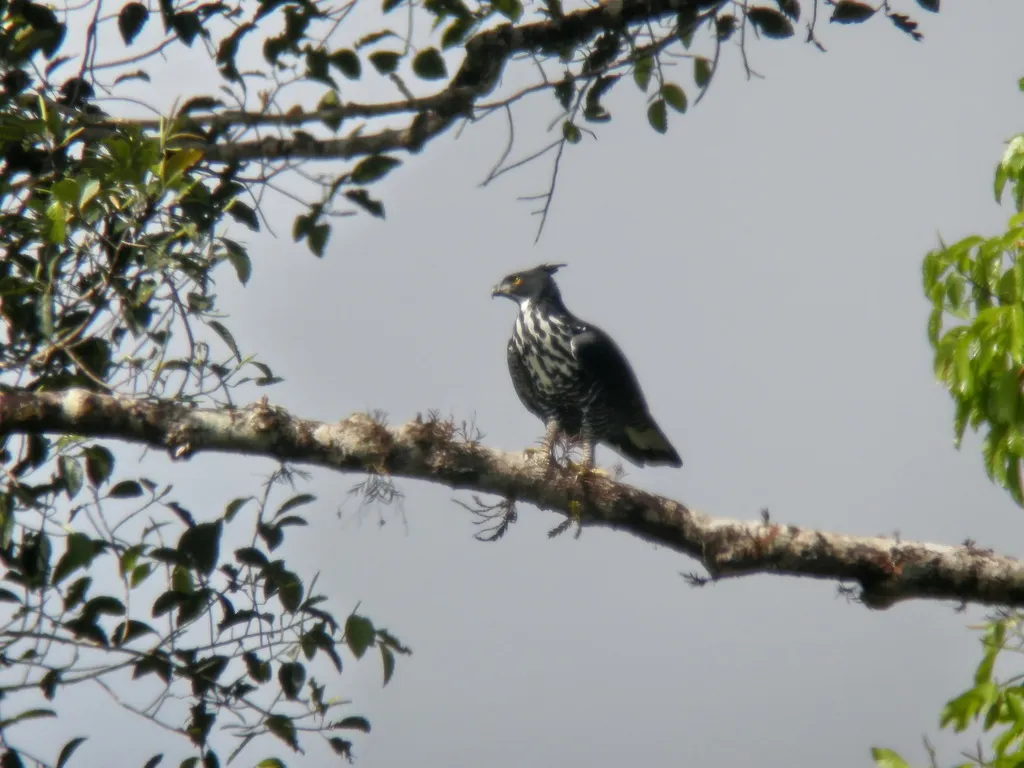 马来鹰雕(Nisaetus alboniger)
