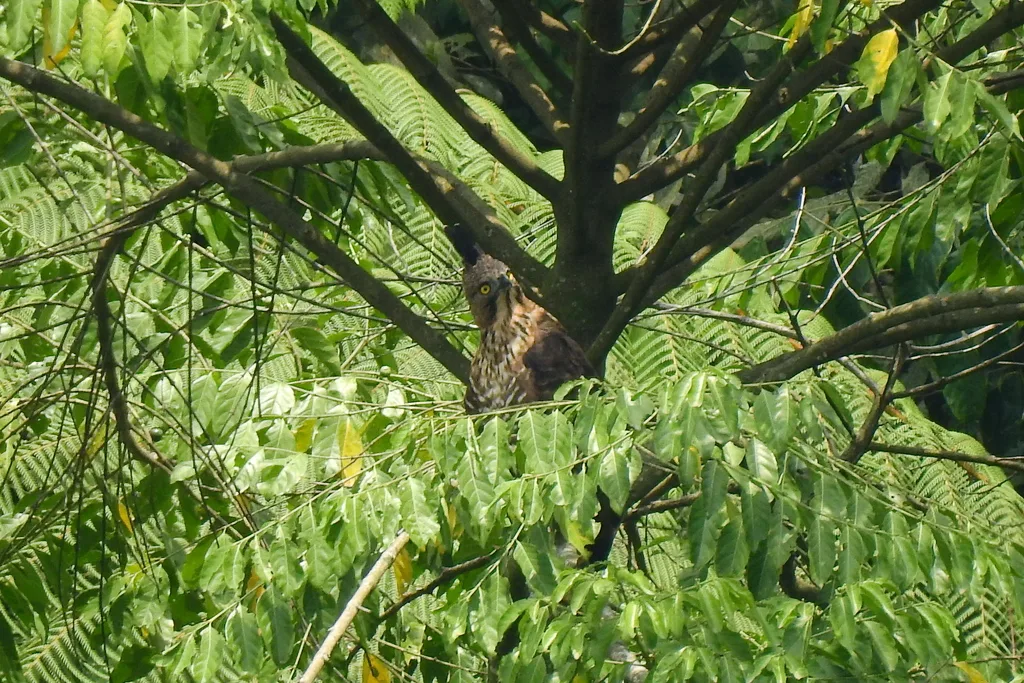 爪哇鹰雕(Nisaetus bartelsi)