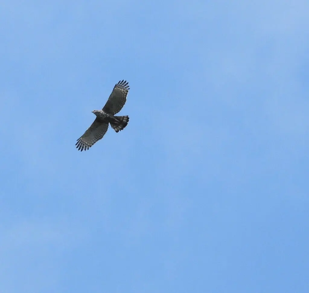 凤头鹰雕(Nisaetus cirrhatus)