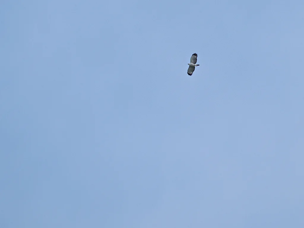 费氏鹰雕(Nisaetus floris)