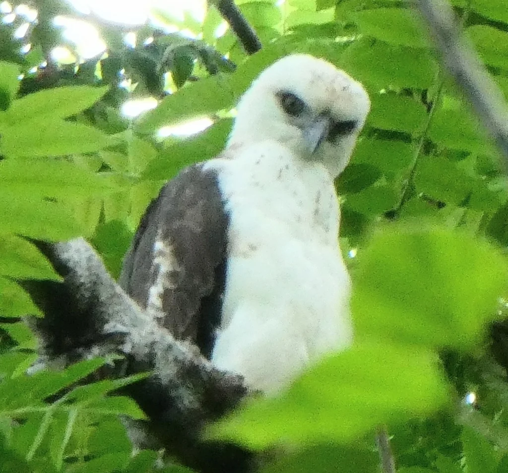 苏拉威西鹰雕（Nisaetus lanceolatus）