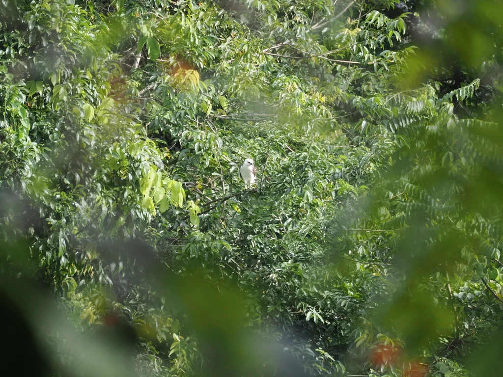 苏拉威西鹰雕（Nisaetus lanceolatus）