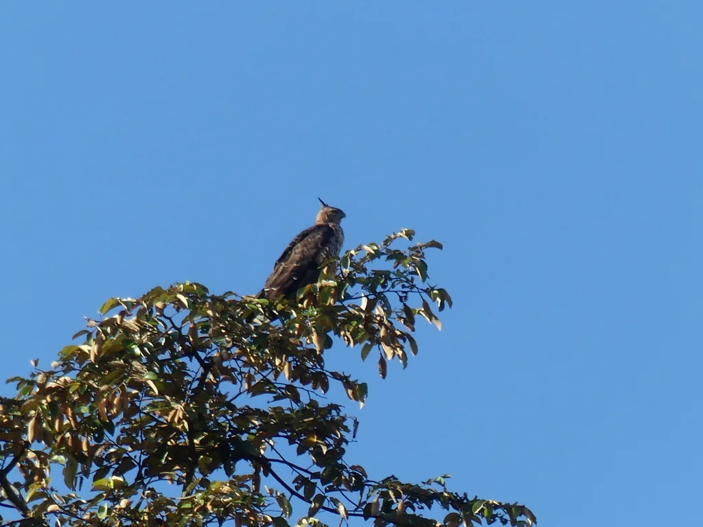 华氏鹰雕(Nisaetus nanus)