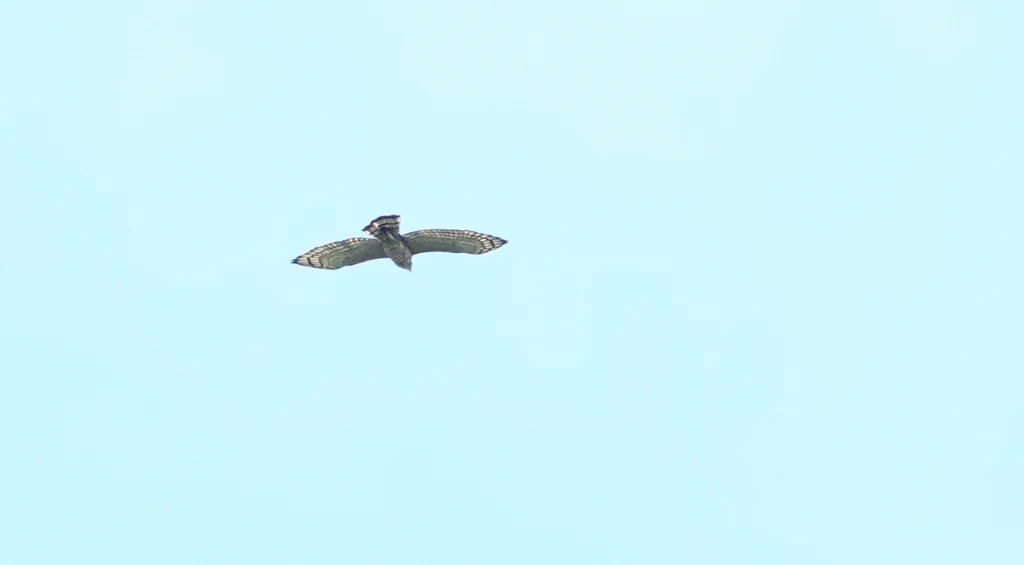 华氏鹰雕(Nisaetus nanus)