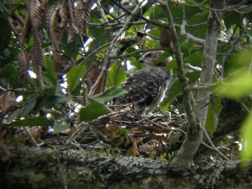 华氏鹰雕(Nisaetus nanus)
