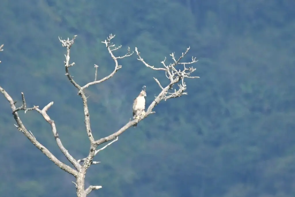 鹰雕(Nisaetus nipalensis)