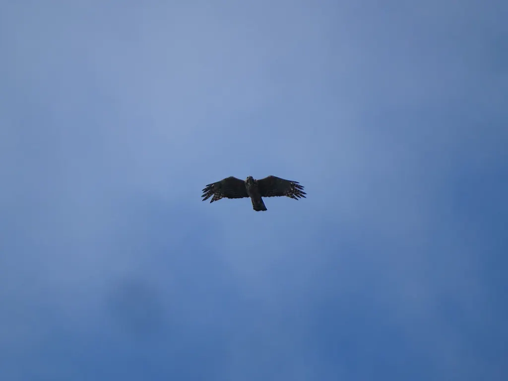 鹰雕(Nisaetus nipalensis)