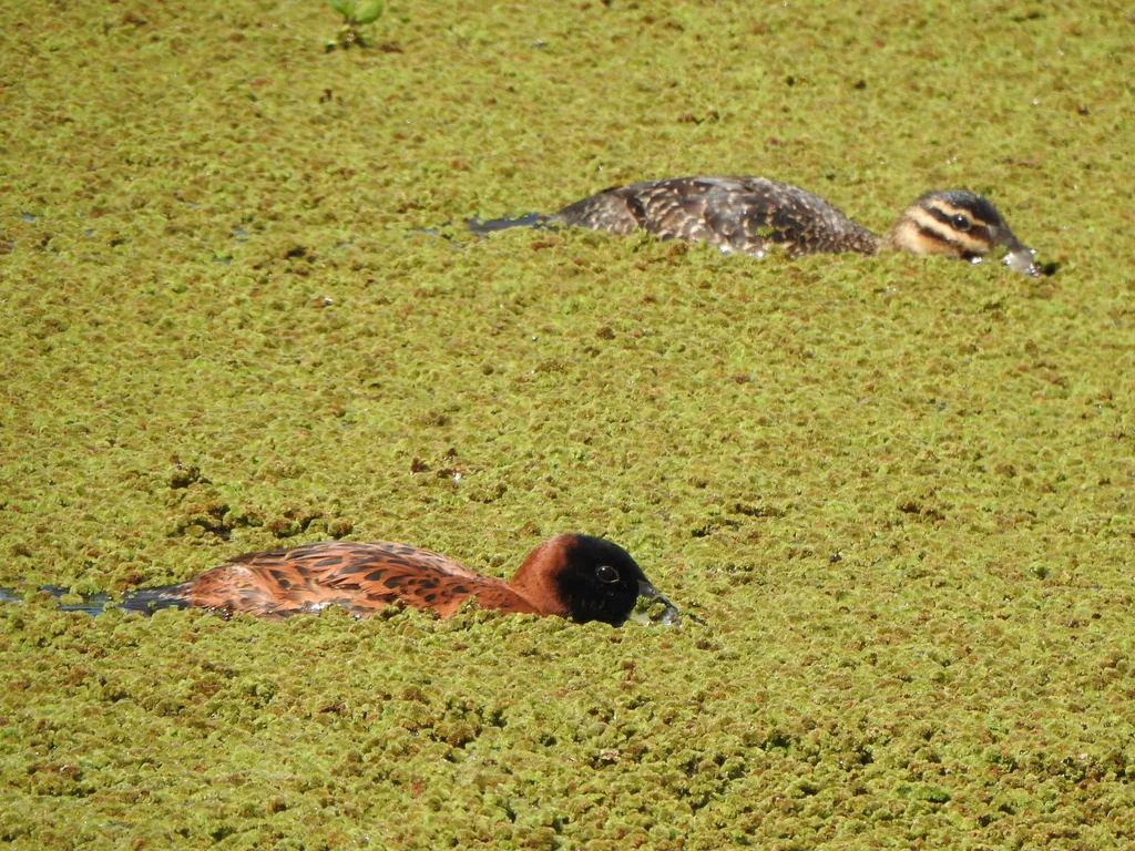 花脸硬尾鸭(Nomonyx dominicus)