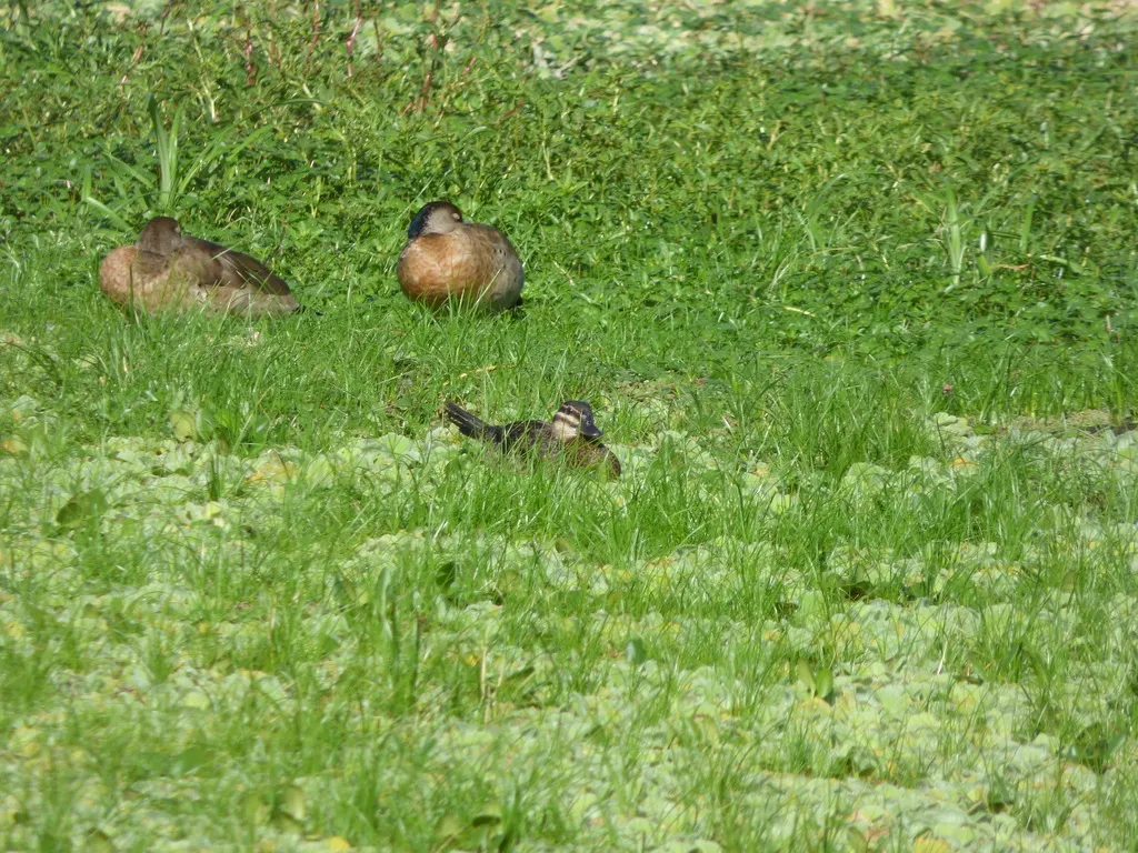 花脸硬尾鸭(Nomonyx dominicus)