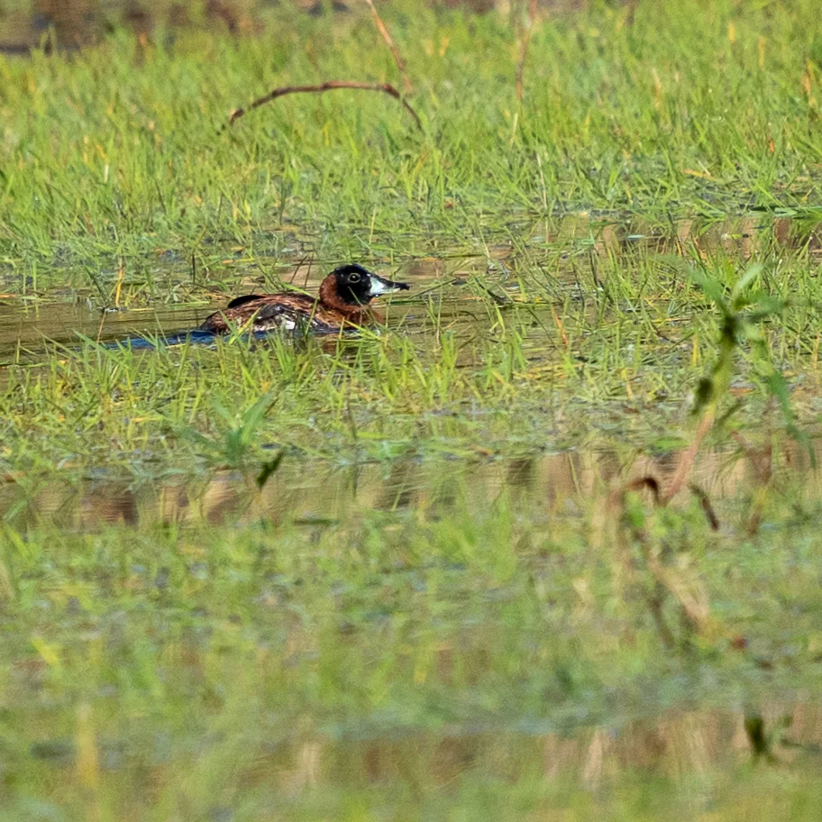 花脸硬尾鸭(Nomonyx dominicus)