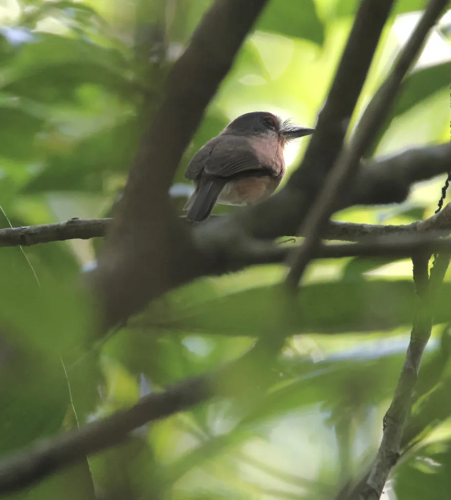 灰颊小蓬头䴕(Nonnula frontalis)