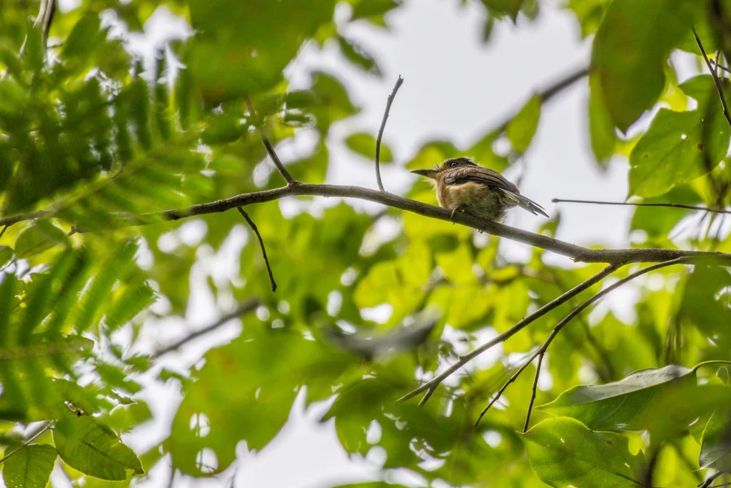 锈胸小蓬头䴕(Nonnula rubecula)