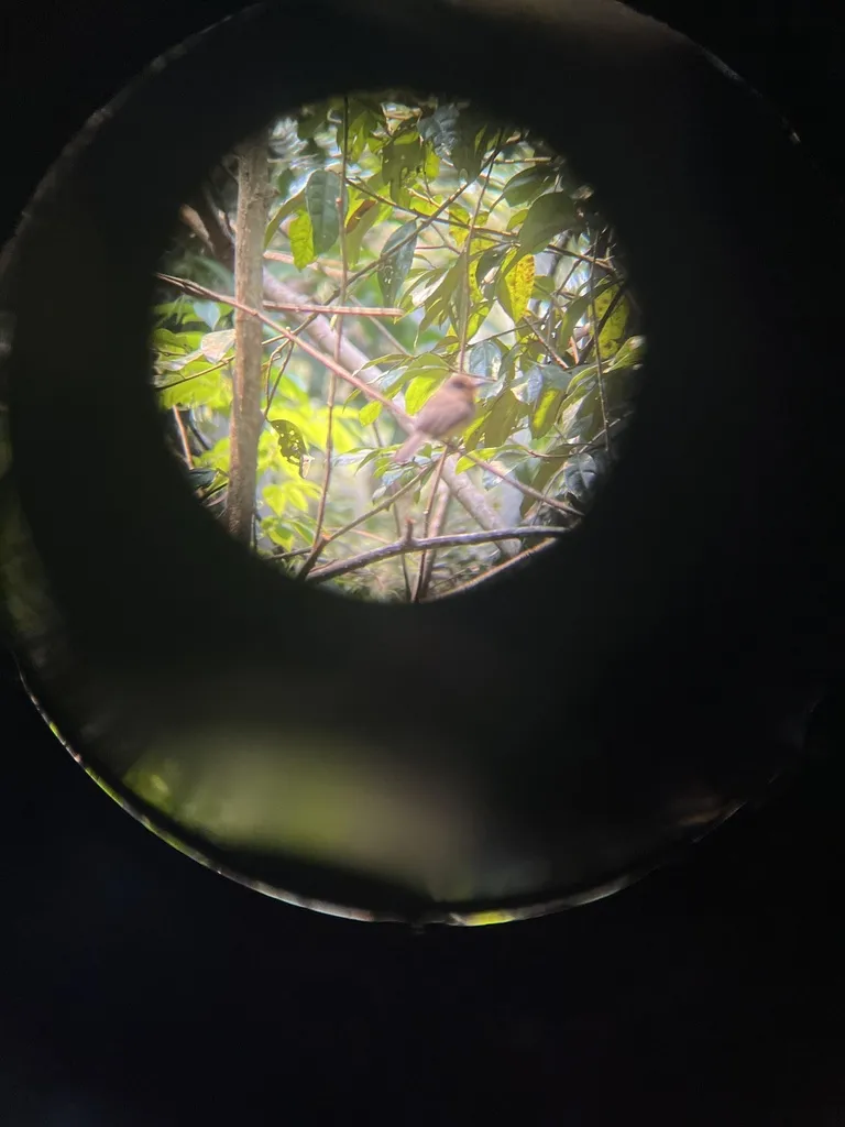 褐颊小蓬头䴕(Nonnula sclateri)