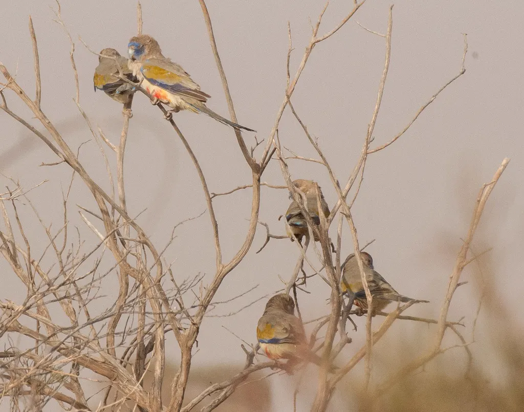 红腹蓝额鹦鹉(Northiella haematogaster)
