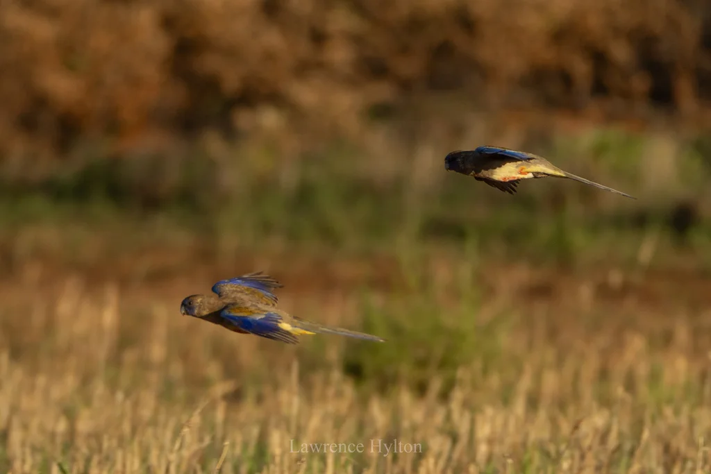 红腹蓝额鹦鹉(Northiella haematogaster)