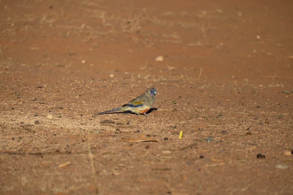 红腹蓝额鹦鹉(Northiella haematogaster)