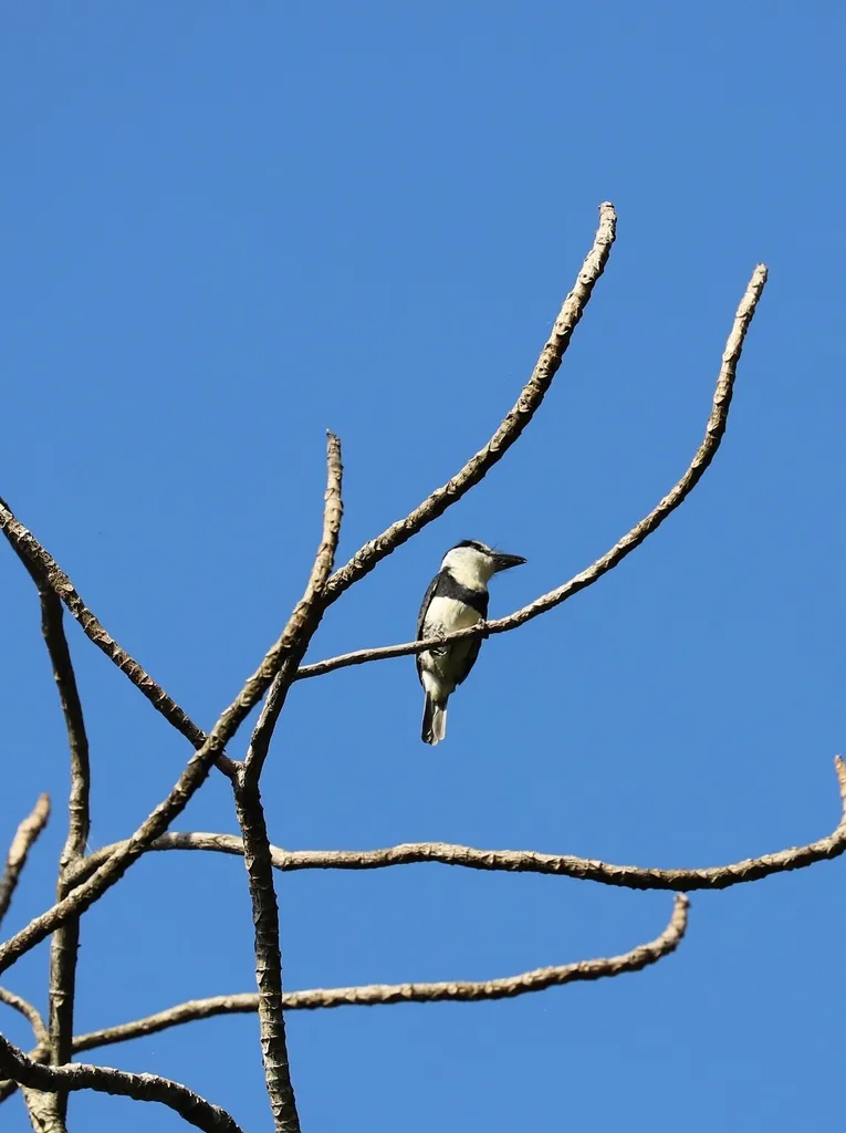 白颈蓬头䴕（Notharchus hyperrhynchus）