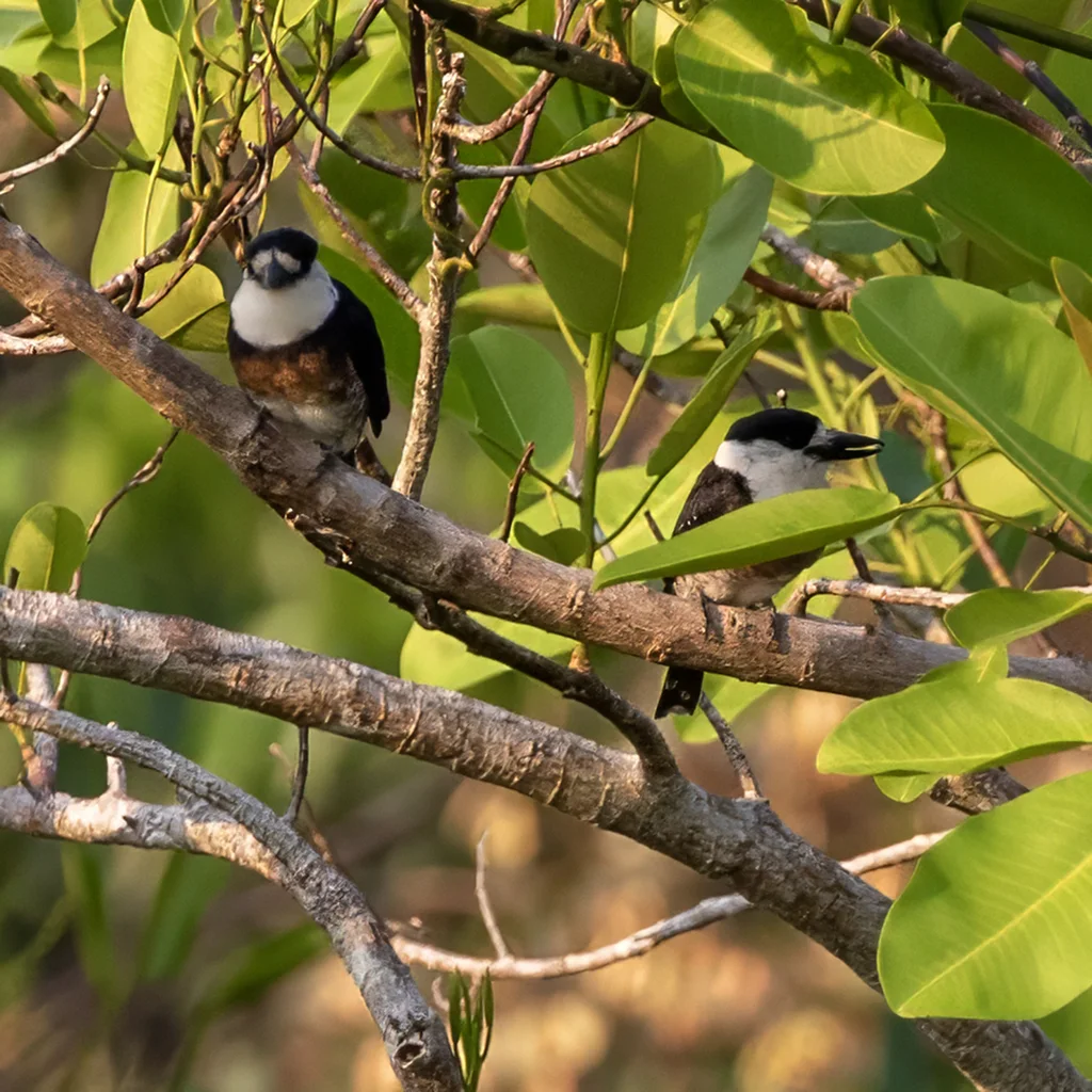 褐斑蓬头䴕(Notharchus ordii)