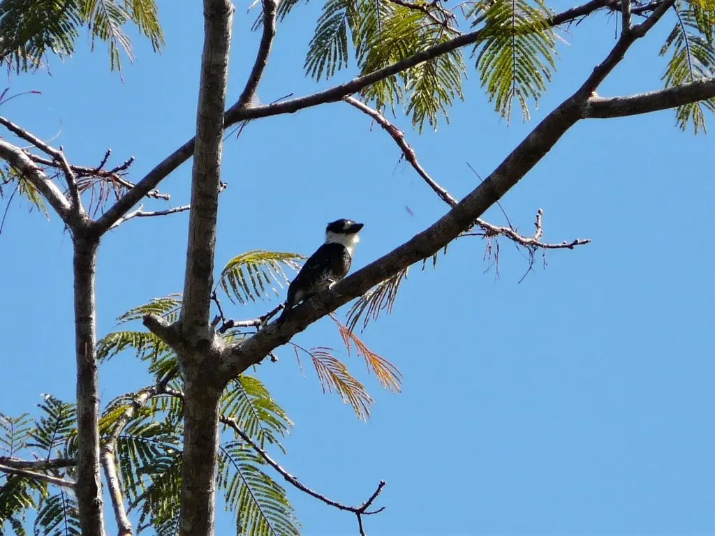 褐斑蓬头䴕(Notharchus ordii)