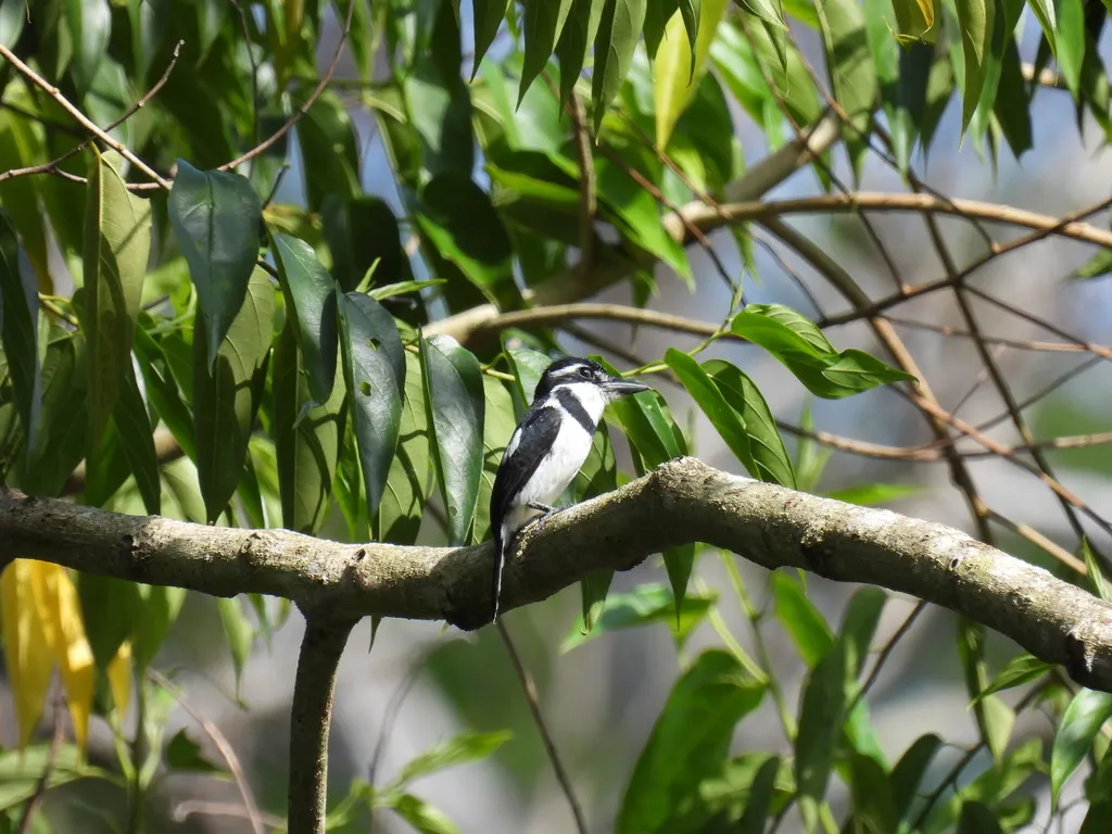 丽色蓬头䴕（Notharchus tectus）