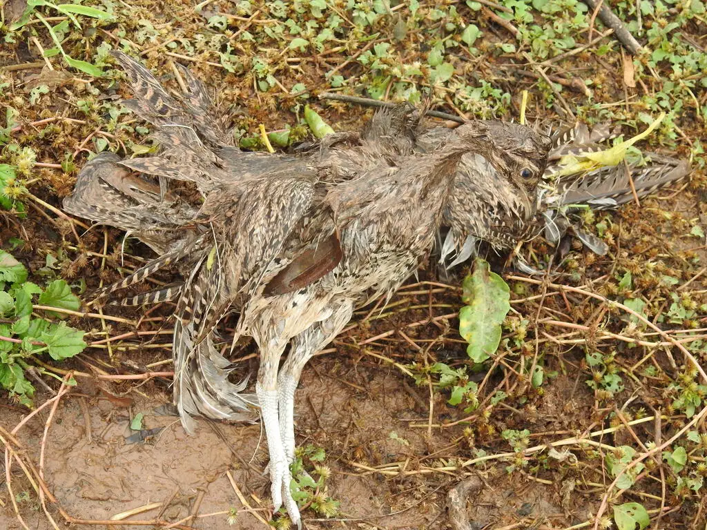 灰斑䳍(Nothoprocta cinerascens)