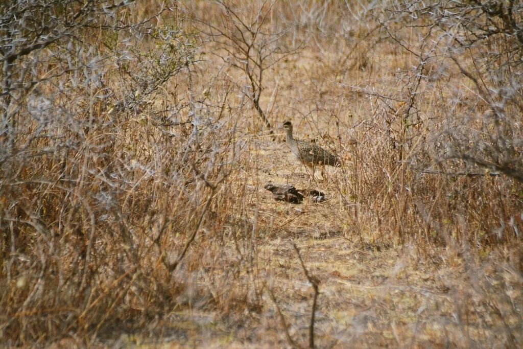 灰斑䳍(Nothoprocta cinerascens)