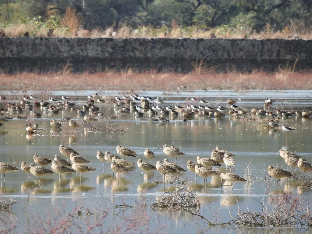 长嘴杓鹬(Numenius americanus)