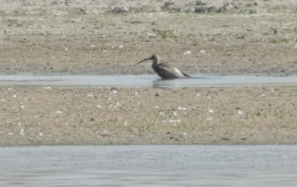 白腰杓鹬(Numenius arquata)