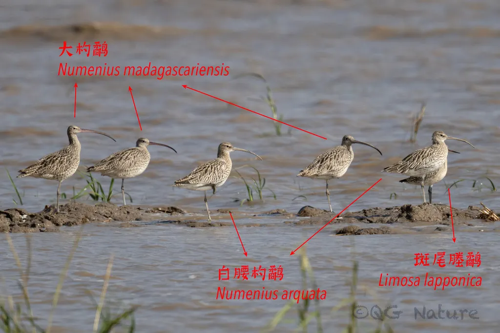 大杓鹬（Numenius madagascariensis）