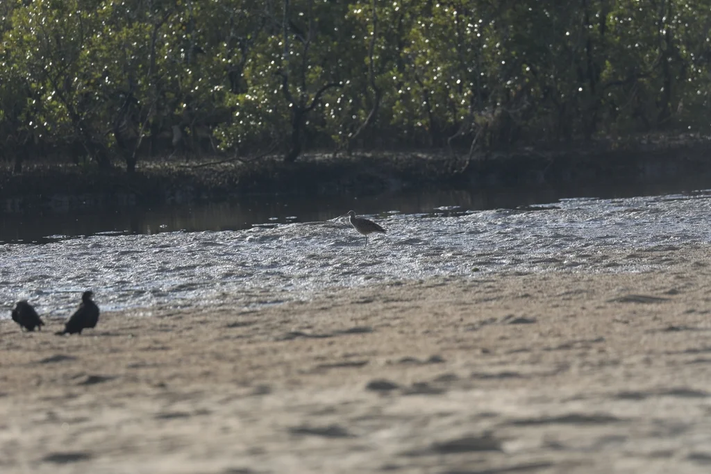 大杓鹬（Numenius madagascariensis）