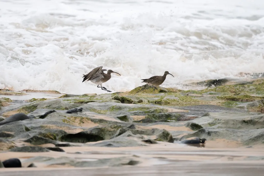 中杓鹬(Numenius phaeopus)