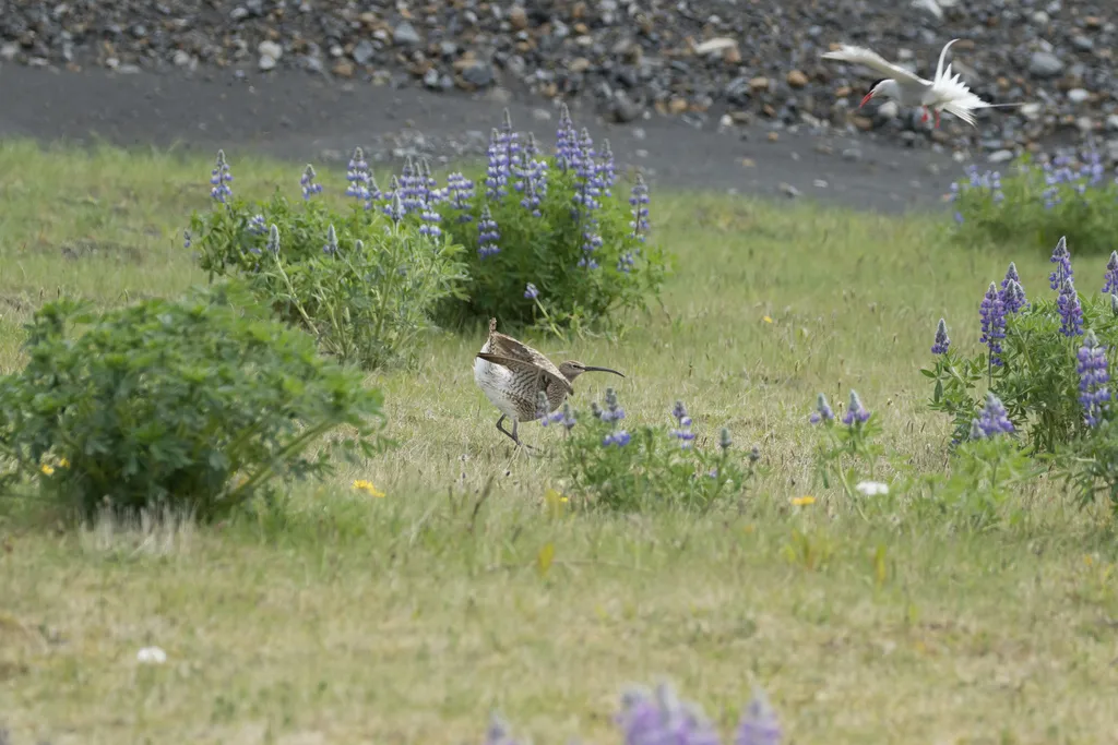 中杓鹬(Numenius phaeopus)