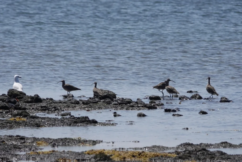 中杓鹬(Numenius phaeopus)