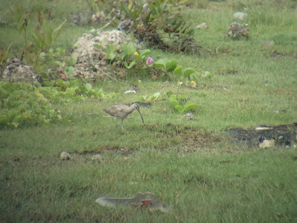 中杓鹬(Numenius phaeopus)