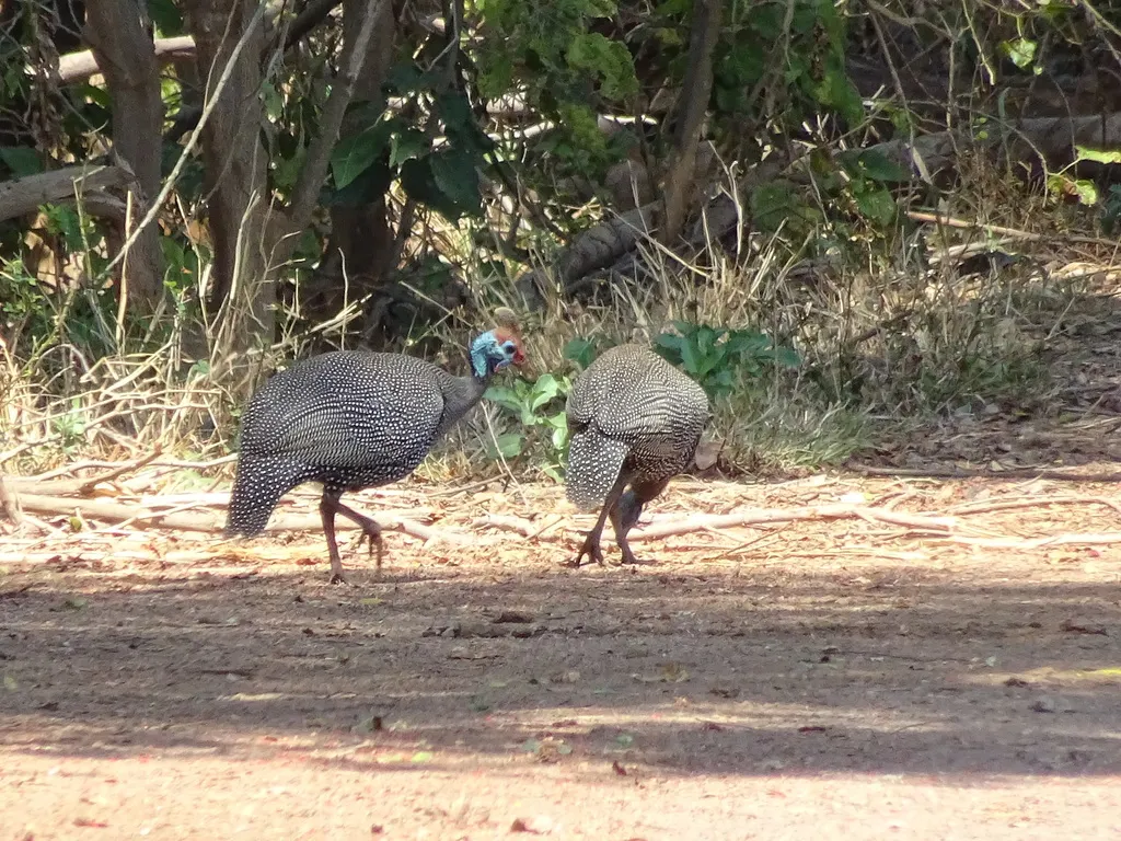 珠鸡(Numida meleagris)