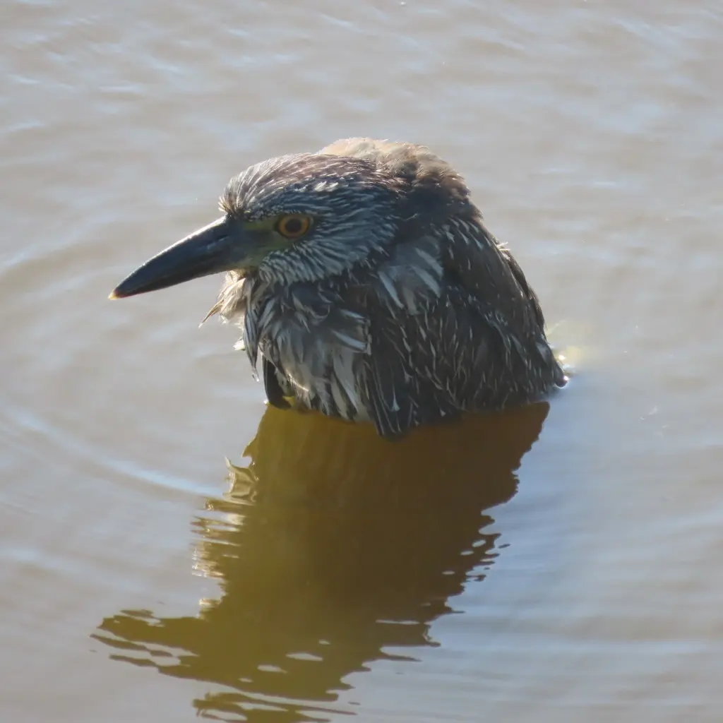 黄冠夜鹭(Nyctanassa violacea)