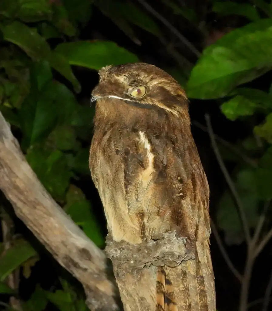 长尾钩嘴夜鹰(Nyctibius aethereus)