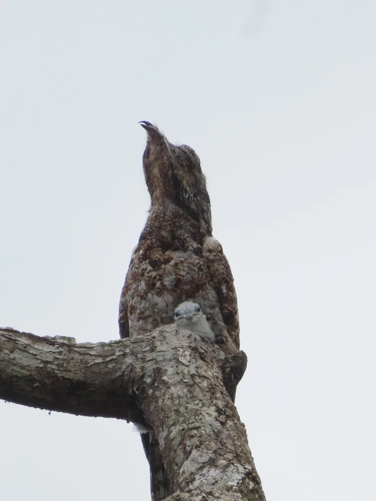 大钩嘴夜鹰(Nyctibius grandis)